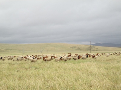 IMG_2066 (400x300).jpg : 2013년 몽골선교일지 8월 27일 울란바타르에서 비렠호트까지