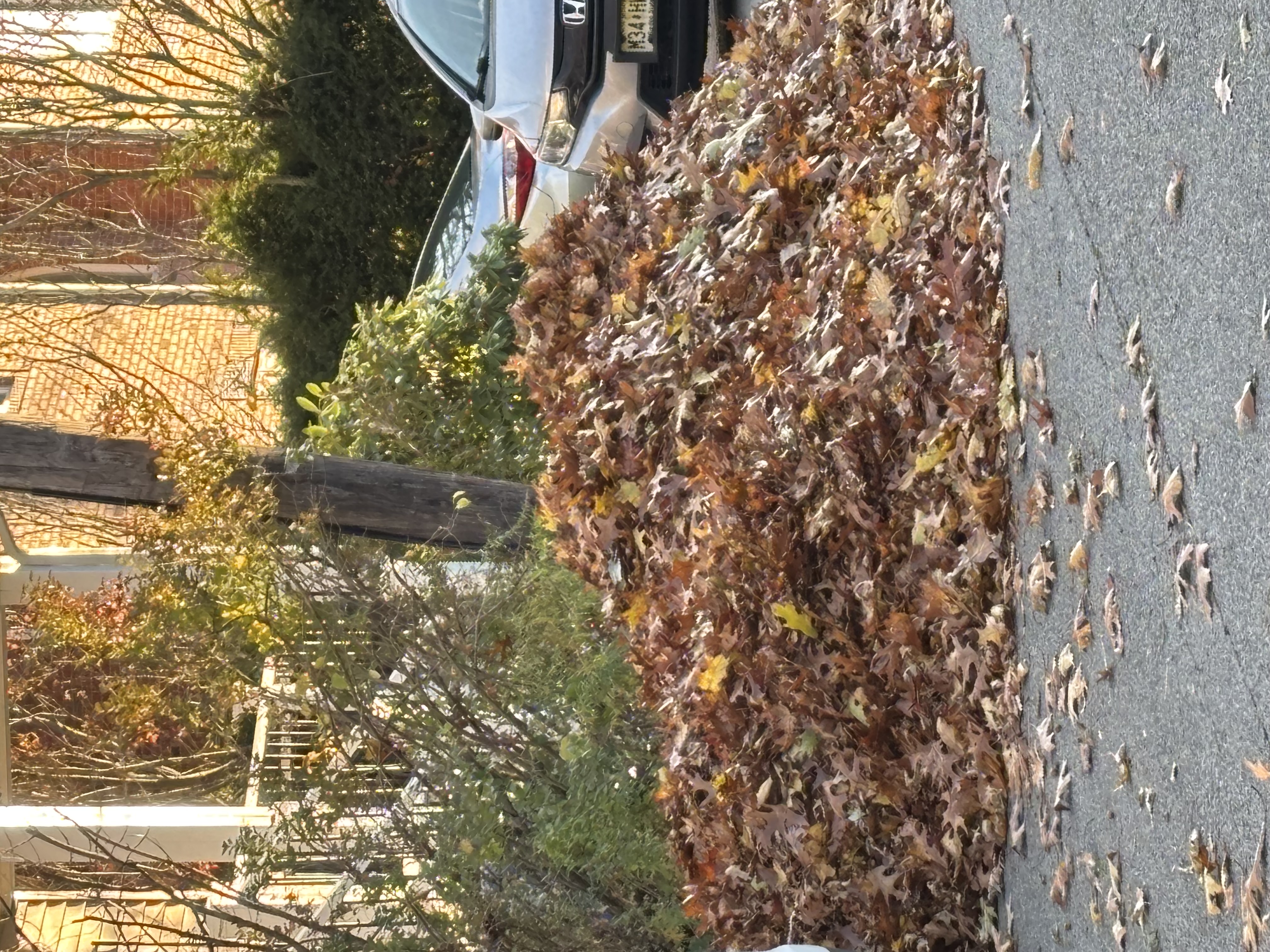 IMG_4433[1].JPG : My Story (177) After Raking