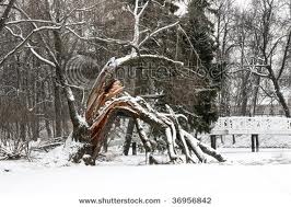 images broken tree2.jpg