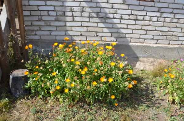 DSC_0436 (600x397).jpg : 딘지 교회헌당예배 및 사역 9월 23일 DSC_0436 (600x397).jpg : 딘지 교회헌당예배 및 사역 9월 23일