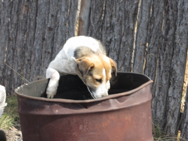 IMG_0627 (600x450).jpg : 딘지 교회헌당예배 및 사역 9월 23일 IMG_0627 (600x450).jpg : 딘지 교회헌당예배 및 사역 9월 23일
