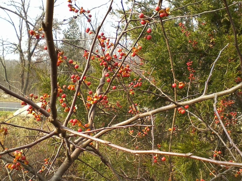 1112121414a.jpg : Harriman - First Hiking after Sandy Nov 12, 2012 1112121414a.jpg : Harriman - First Hiking after Sandy Nov 12, 2012