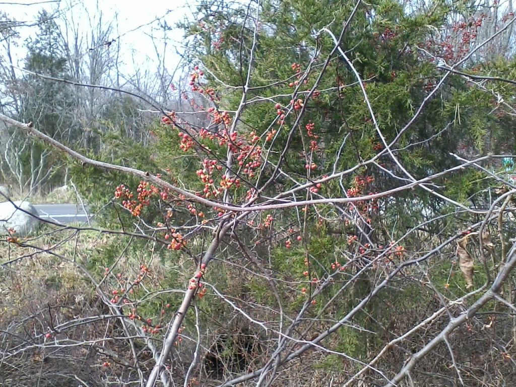 1112121414.jpg : Harriman - First Hiking after Sandy Nov 12, 2012 1112121414.jpg : Harriman - First Hiking after Sandy Nov 12, 2012
