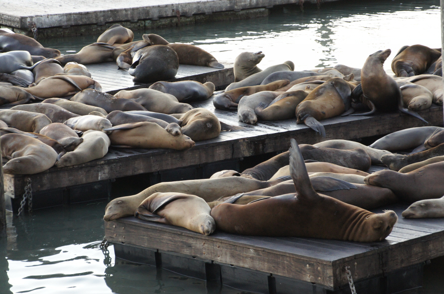 Photo Editor_533.JPG : (4) Fisherman's Wharf and Pier 39