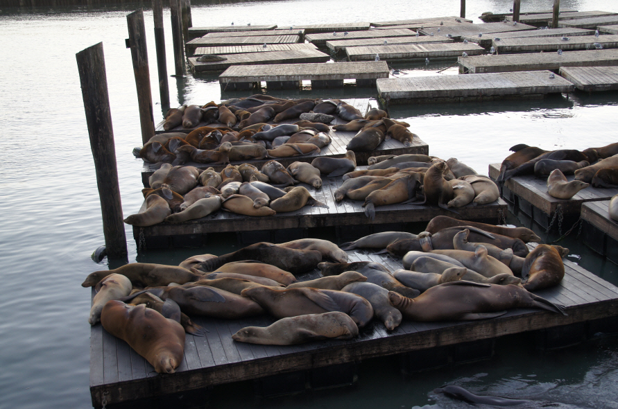 Photo Editor_536.JPG : (4) Fisherman's Wharf and Pier 39