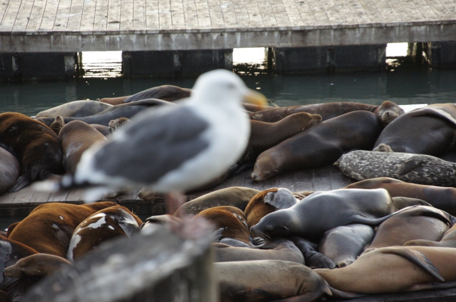 Photo Editor_535.JPG : (4) Fisherman's Wharf and Pier 39