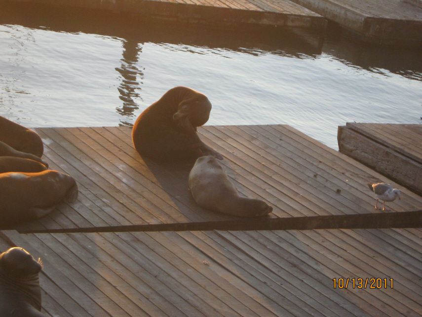 Photo Editor_Pier 39 111013f.JPG : (4) Fisherman's Wharf and Pier 39