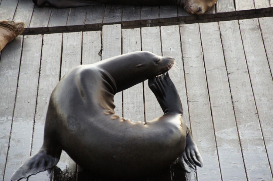 Photo Editor_538.JPG : (4) Fisherman's Wharf and Pier 39