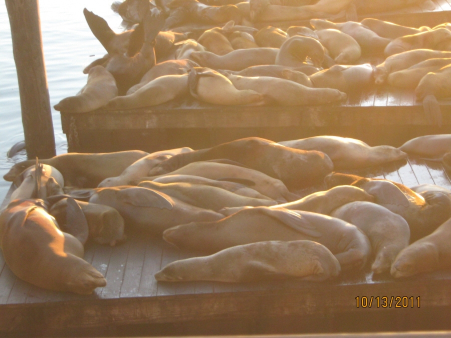 Photo Editor_Pier 39 111013d Sea Lions.JPG : (4) Fisherman's Wharf and Pier 39