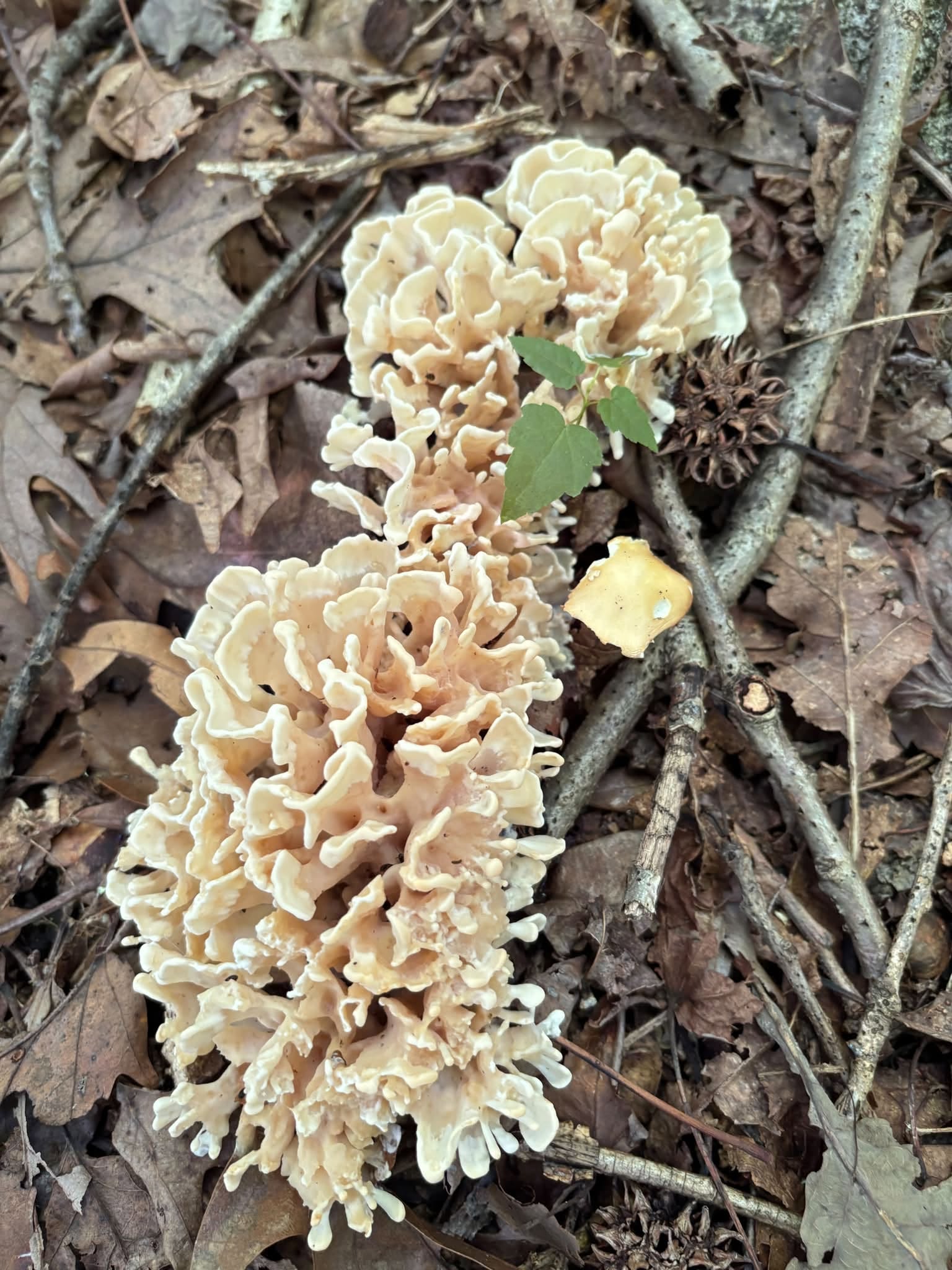 260804 cauliflower mushroom find2.jpg