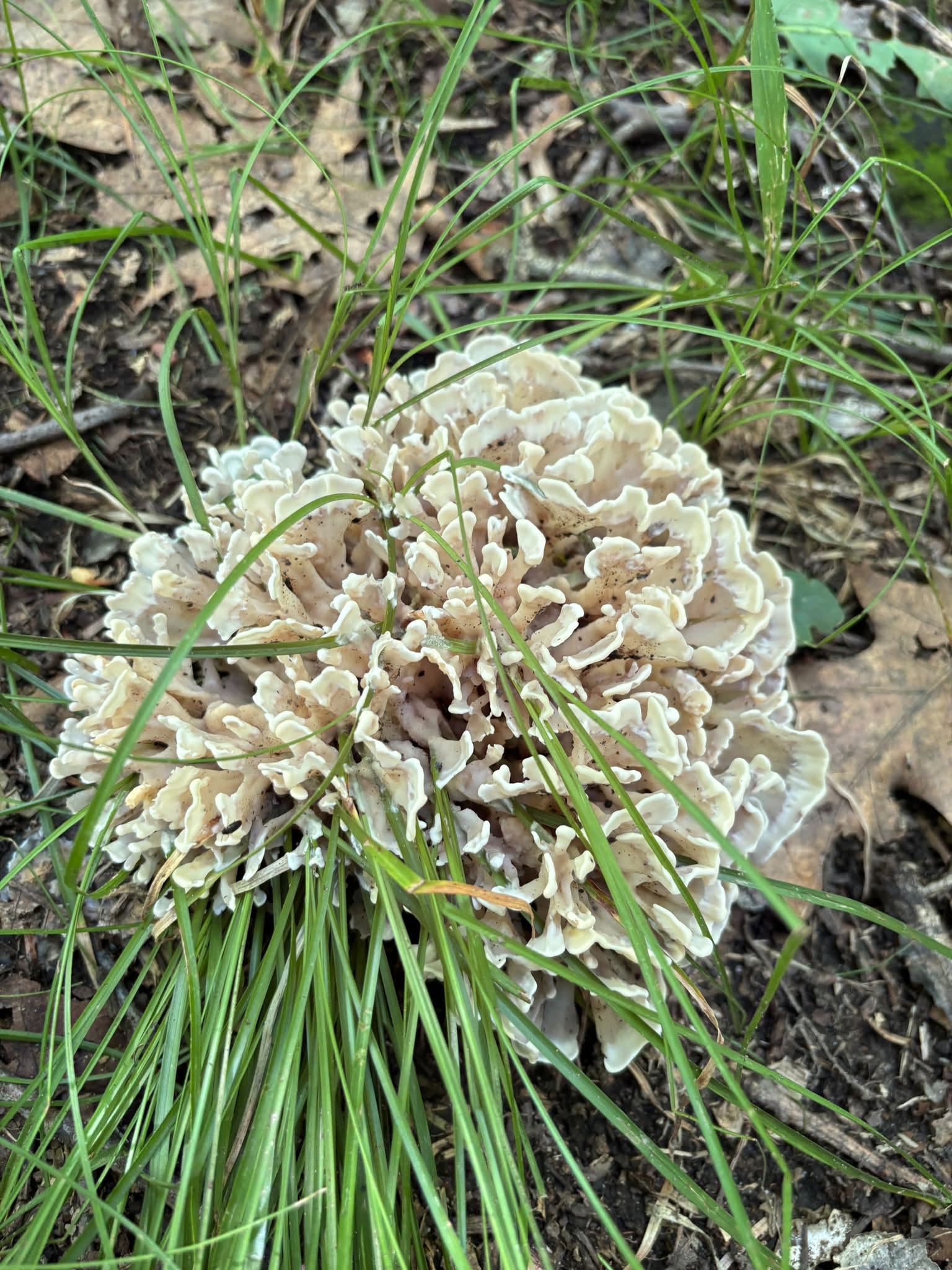 260804 cauliflower mushroom find1.jpg