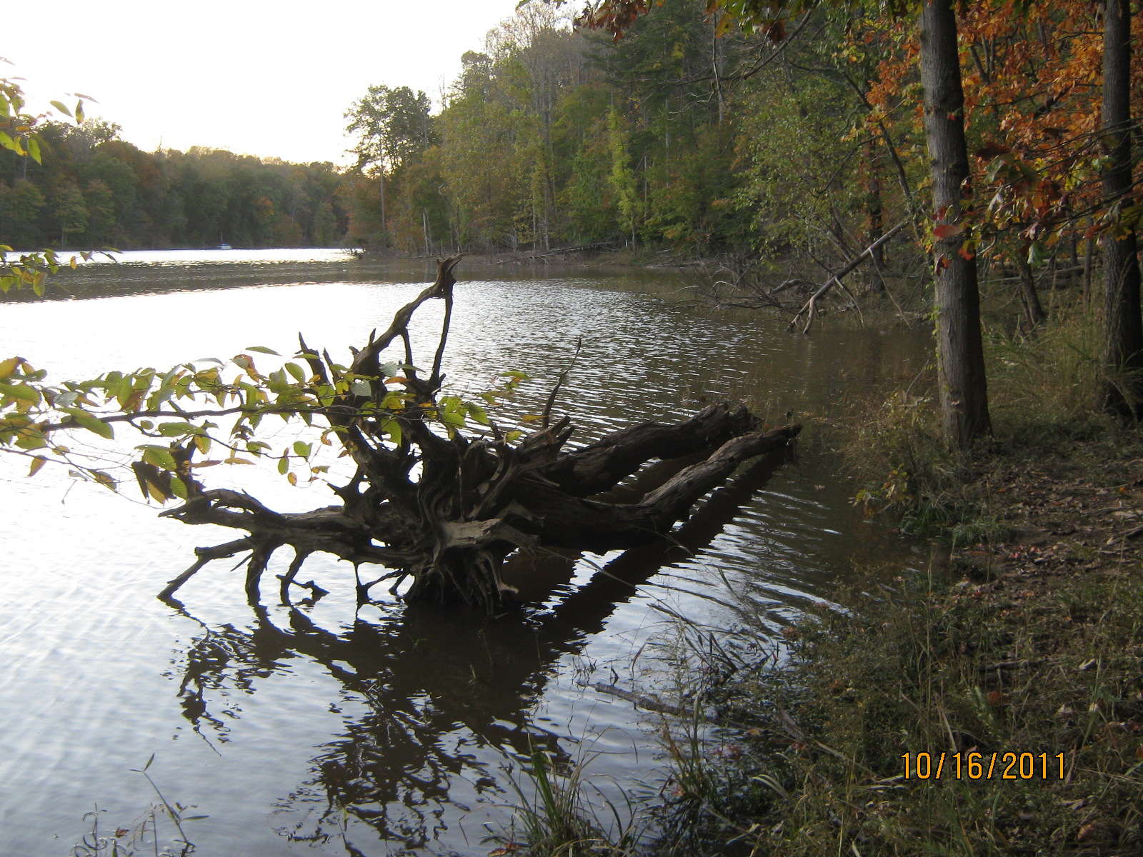 IMG_1744.JPG : Oct 16, 2011 Bull Run-Occoquan Trail