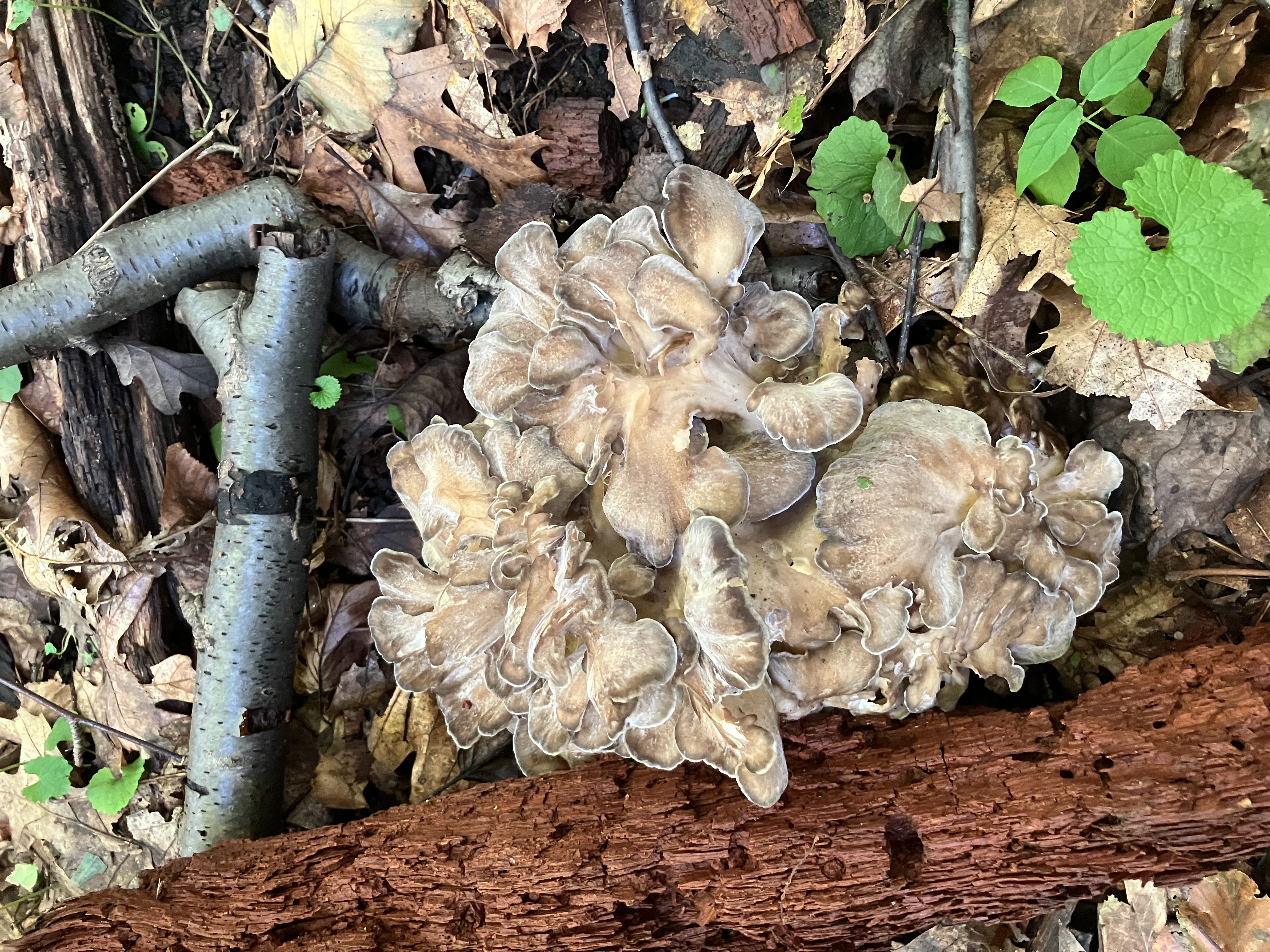 IMG_8787[1].JPG : Maitake Hunting on Oct 6, 2022