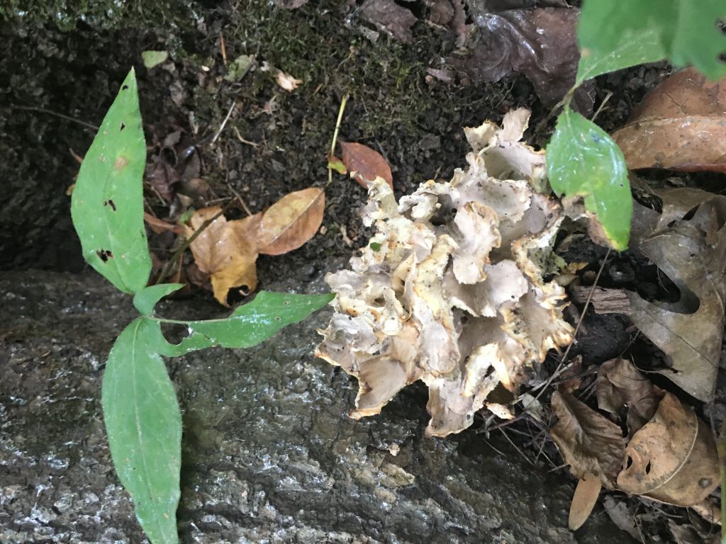 201005b Maitake find Flat Rock.JPG : Mushroom Hunting in Oct, 2020