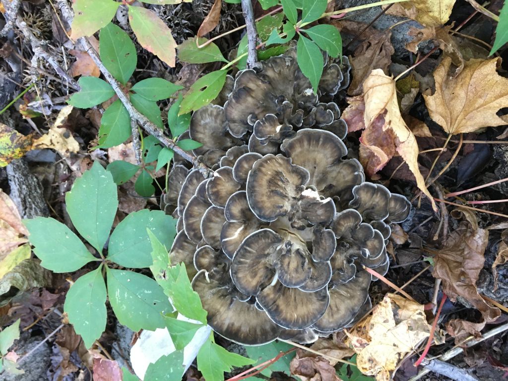 201004 Maitake find Allison..JPG : Mushroom Hunting in Oct, 2020