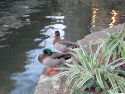 IMG_0228 - Copy (400x300).jpg : Feb 10-13 San Antonion - The C&MA Leadership Conference