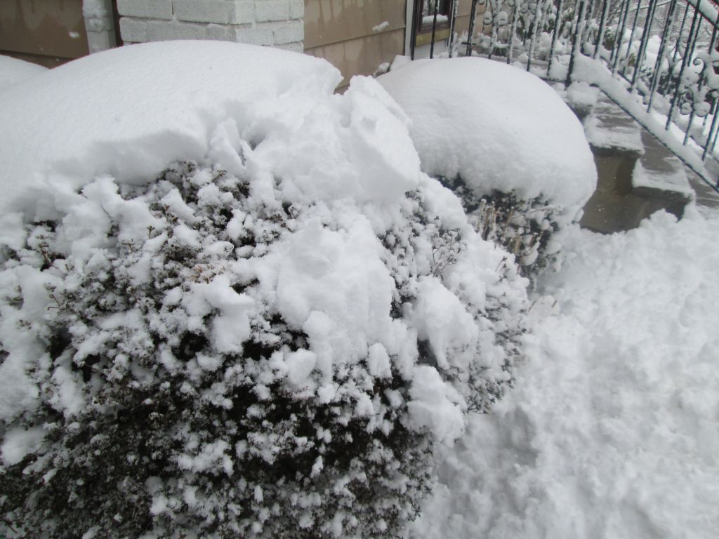 IMG_0353.JPG : Mar 8, 2013 Another Snow Storm