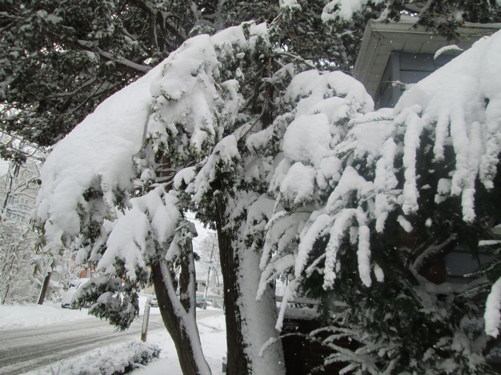 IMG_0352.JPG : Mar 8, 2013 Another Snow Storm