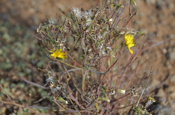 DSC_0570 (600x397).jpg : 두슈눅 방문여행 9월 24일 DSC_0570 (600x397).jpg : 두슈눅 방문여행 9월 24일