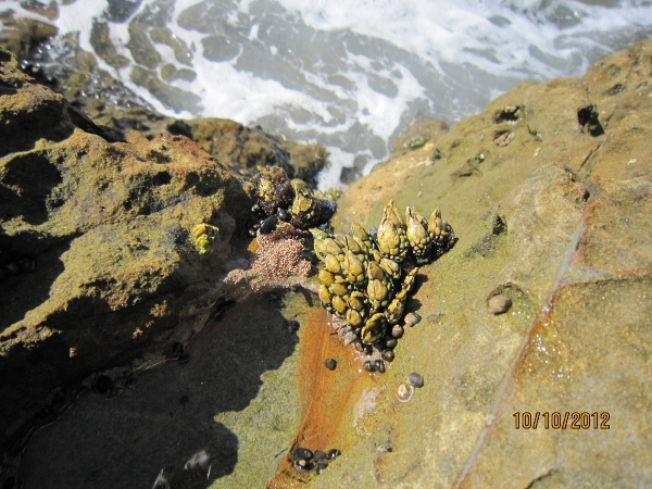 IMG_0098 (600x450).jpg : Oct 10, 2012 Laguna Beach, CA