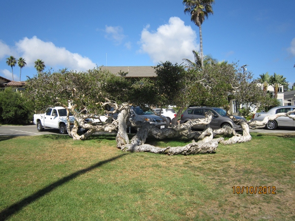 IMG_0077 (600x450).jpg : Oct 10, 2012 Laguna Beach, CA