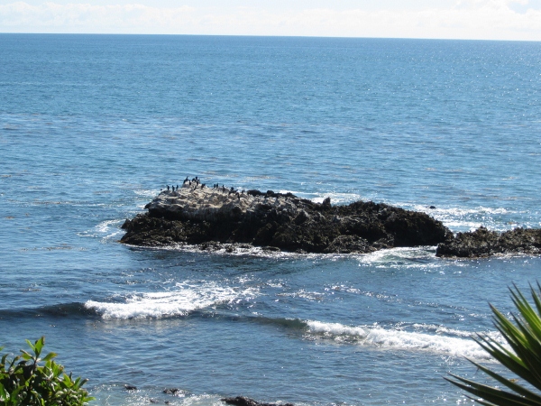 IMG_1346 (600x450).jpg : Oct 10, 2012 Laguna Beach, CA