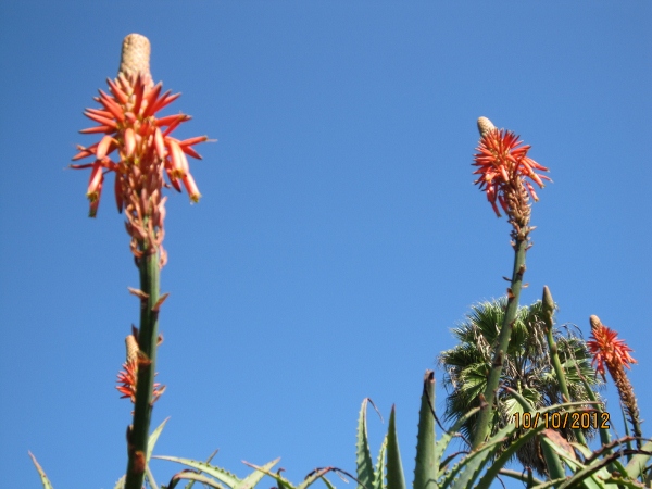 IMG_0122 (600x450).jpg : Oct 10, 2012 Laguna Beach, CA