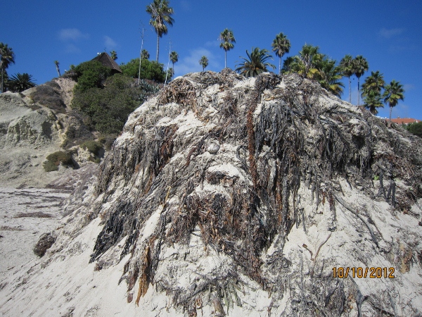 IMG_0090 (600x450).jpg : Oct 10, 2012 Laguna Beach, CA