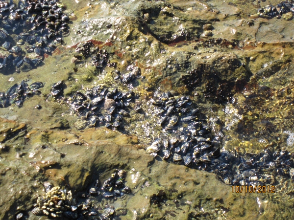 IMG_0099 (600x450).jpg : Oct 10, 2012 Laguna Beach, CA