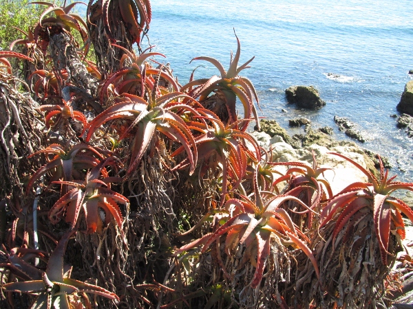 IMG_1335 (600x450).jpg : Oct 10, 2012 Laguna Beach, CA