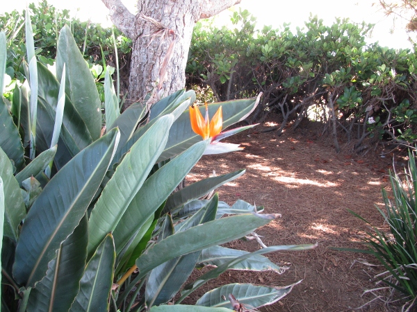IMG_1347 (600x450).jpg : Oct 10, 2012 Laguna Beach, CA