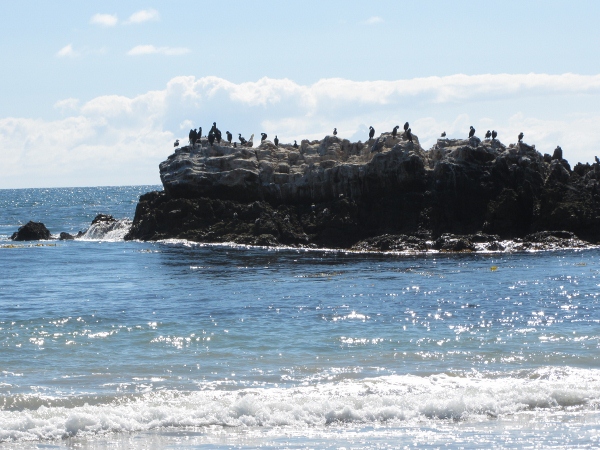 IMG_1356 (600x450).jpg : Oct 10, 2012 Laguna Beach, CA
