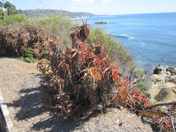 IMG_0072 (600x450).jpg : Oct 10, 2012 Laguna Beach, CA