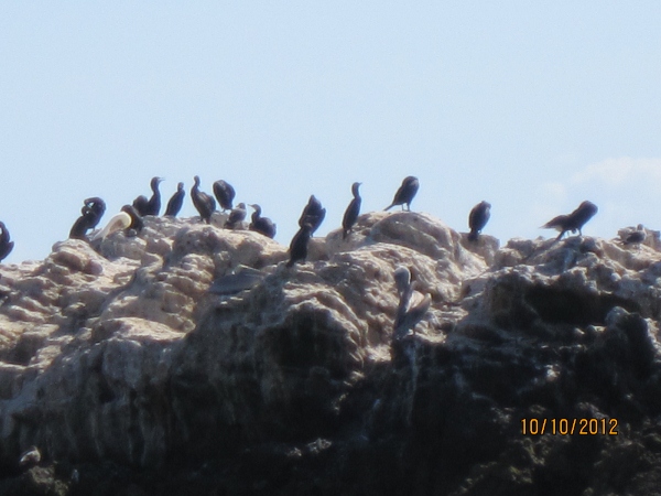 IMG_0108 (600x450).jpg : Oct 10, 2012 Laguna Beach, CA