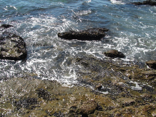 IMG_1370 (600x450).jpg : Oct 10, 2012 Laguna Beach, CA