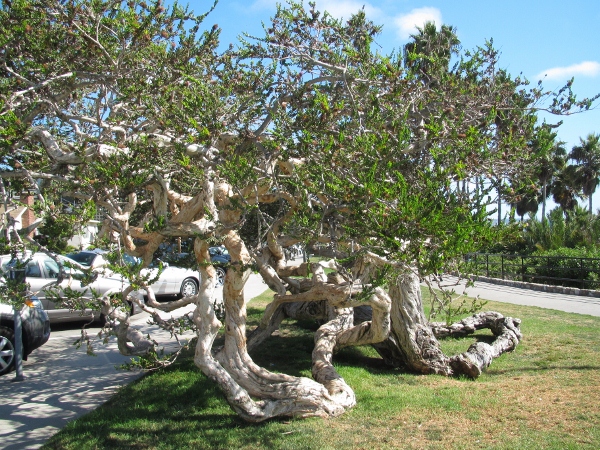 IMG_1339 (600x450).jpg : Oct 10, 2012 Laguna Beach, CA