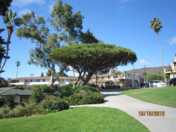 IMG_0120 (600x450).jpg : Oct 10, 2012 Laguna Beach, CA
