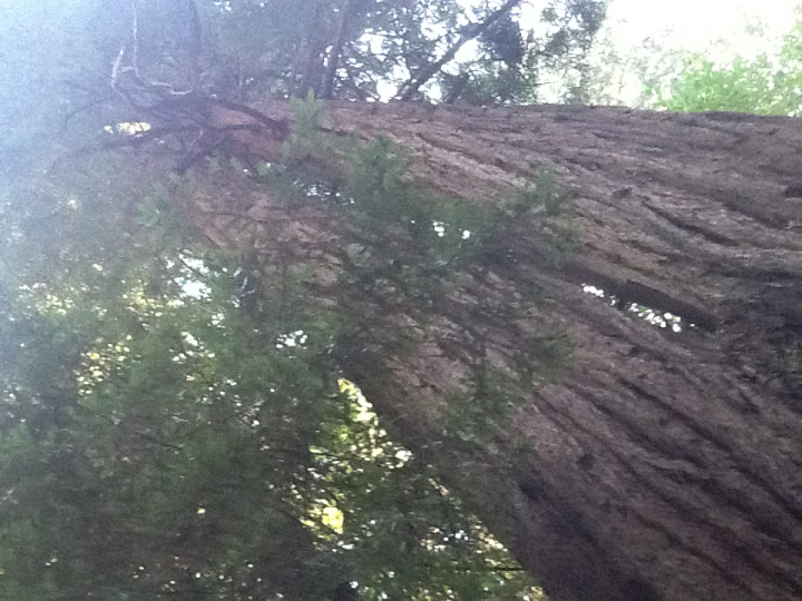 Photo Editor_457.JPG : San Francisco Trip (1) The Muir Woods Park