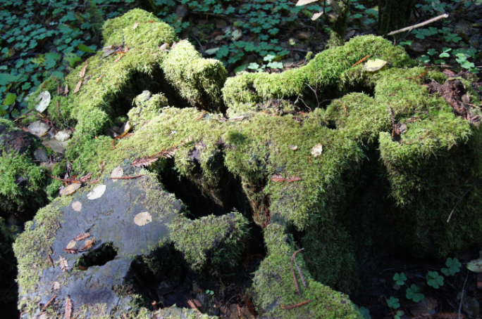 Photo Editor_111013qq Muir Wood.JPG : San Francisco Trip (1) The Muir Woods Park