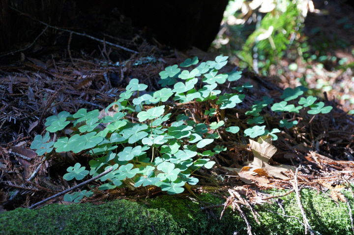 Photo Editor_111013nn Muir Wood.JPG : San Francisco Trip (1) The Muir Woods Park