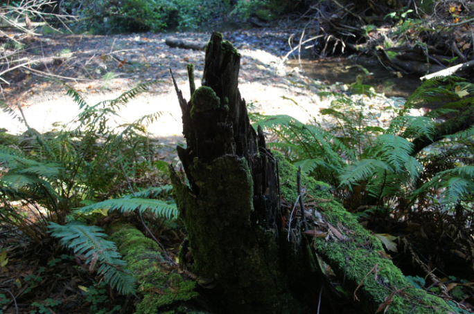Photo Editor_111013jj Muir Wood.JPG : San Francisco Trip (1) The Muir Woods Park