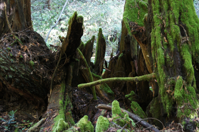 Photo Editor_111013kk Muir Wood.JPG : San Francisco Trip (1) The Muir Woods Park