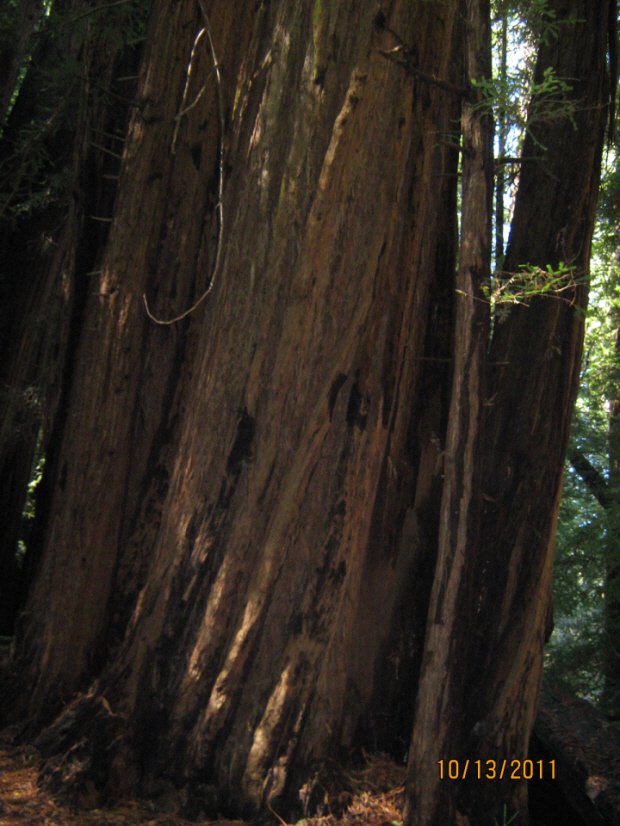 Photo Editor_111013n Muir Wood.JPG : San Francisco Trip (1) The Muir Woods Park