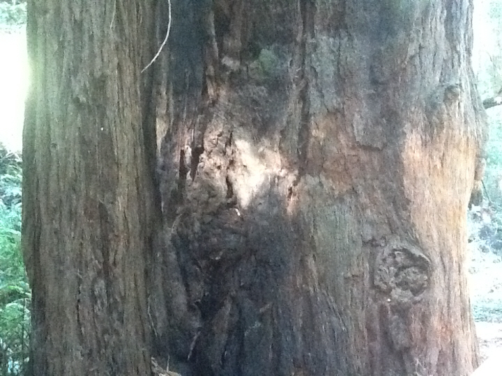 Photo Editor_484.JPG : San Francisco Trip (1) The Muir Woods Park