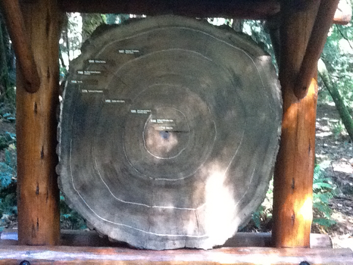 Photo Editor_459.JPG : San Francisco Trip (1) The Muir Woods Park