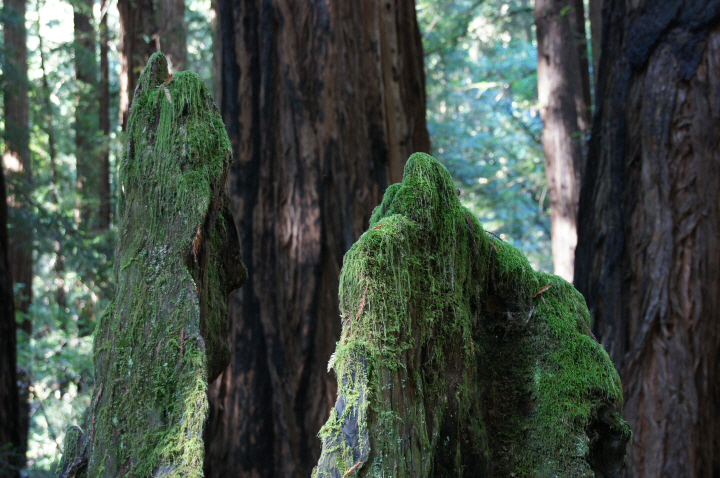 Photo Editor_111013yy Muir Wood.JPG : San Francisco Trip (1) The Muir Woods Park