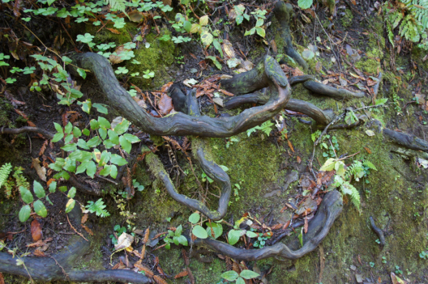 Photo Editor_111013ss Muir Wood.JPG : San Francisco Trip (1) The Muir Woods Park