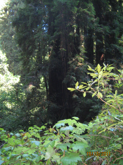 Photo Editor_111013c Muir Wood.JPG : San Francisco Trip (1) The Muir Woods Park