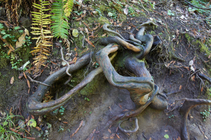Photo Editor_111013rr Muir Wood.JPG : San Francisco Trip (1) The Muir Woods Park