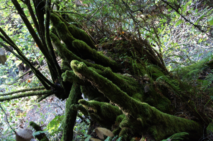 Photo Editor_111013vv Muir Wood.JPG : San Francisco Trip (1) The Muir Woods Park